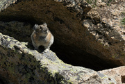 19th Aug 2023 - American Pika