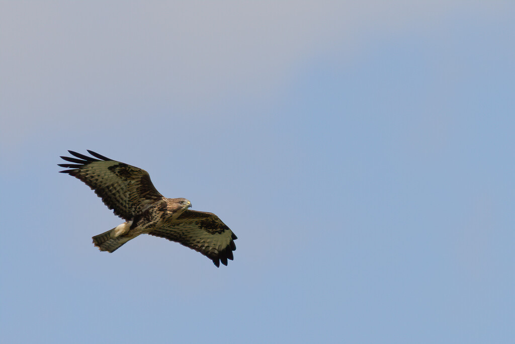 19 -Buzzard in Flight by marshwader