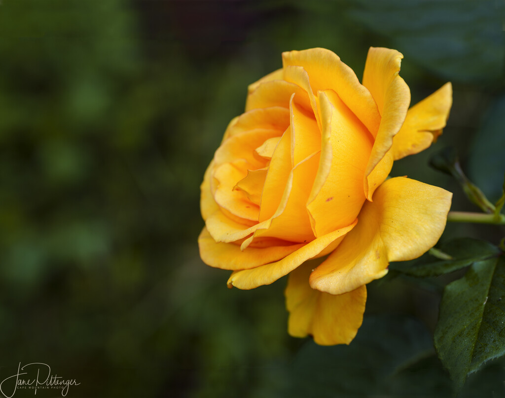 Golden Rose  by jgpittenger