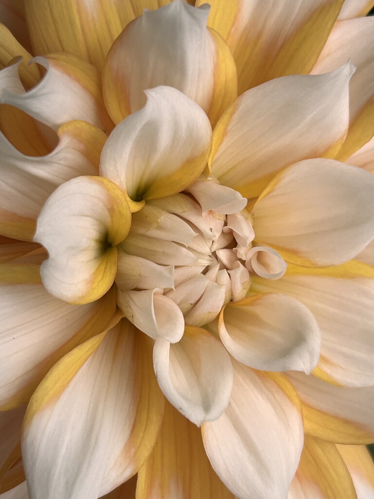 Butter Cream Dahlia by phil_sandford