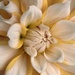 Butter Cream Dahlia by phil_sandford