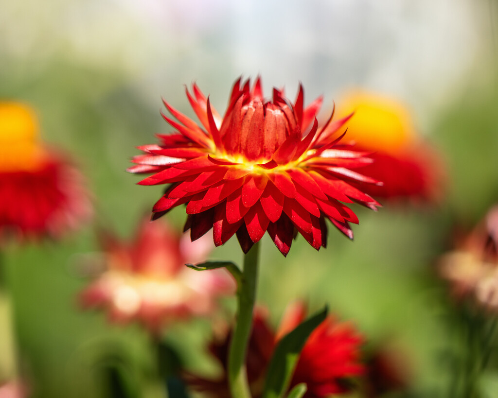 strawflower by aecasey