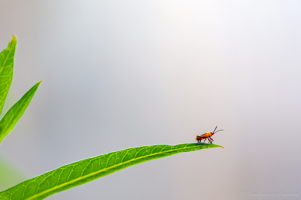 A milkweed bug by ingrid01