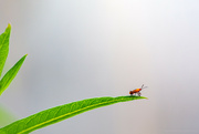 19th Aug 2023 - A milkweed bug