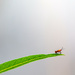A milkweed bug by ingrid01