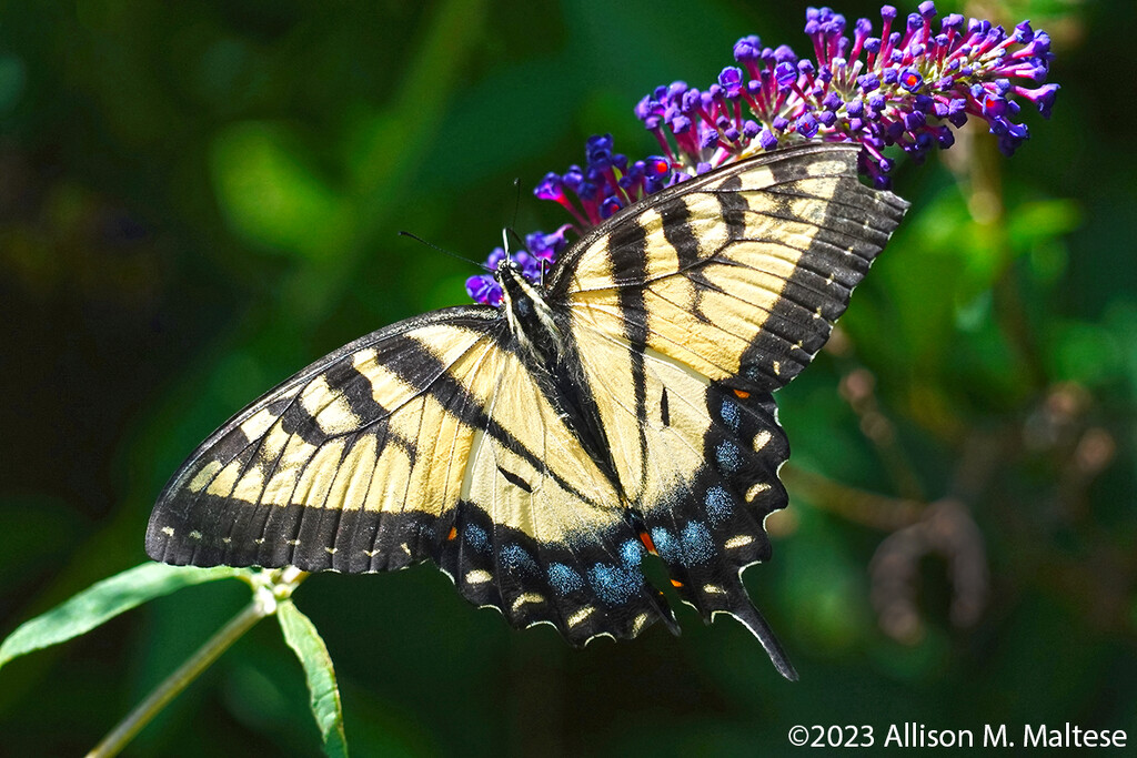 Female Tiger Swallowtail by falcon11