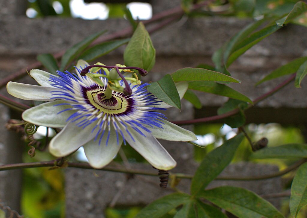 passion flower by ollyfran