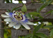 19th Aug 2023 - passion flower