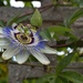 passion flower by ollyfran