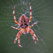 Too pretty to be called Shelob :-) by helstor365