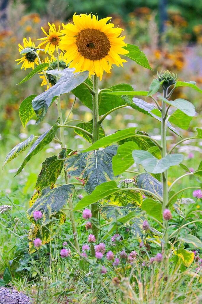 Sunflower II by okvalle