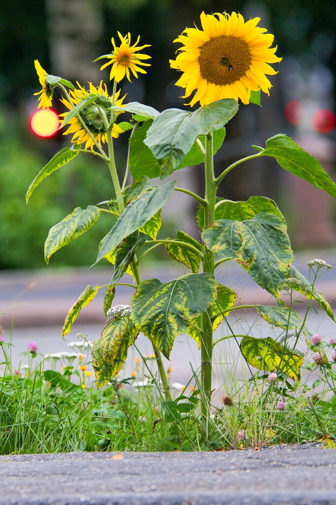 Sunflower I by okvalle