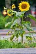 19th Aug 2023 - Sunflower I