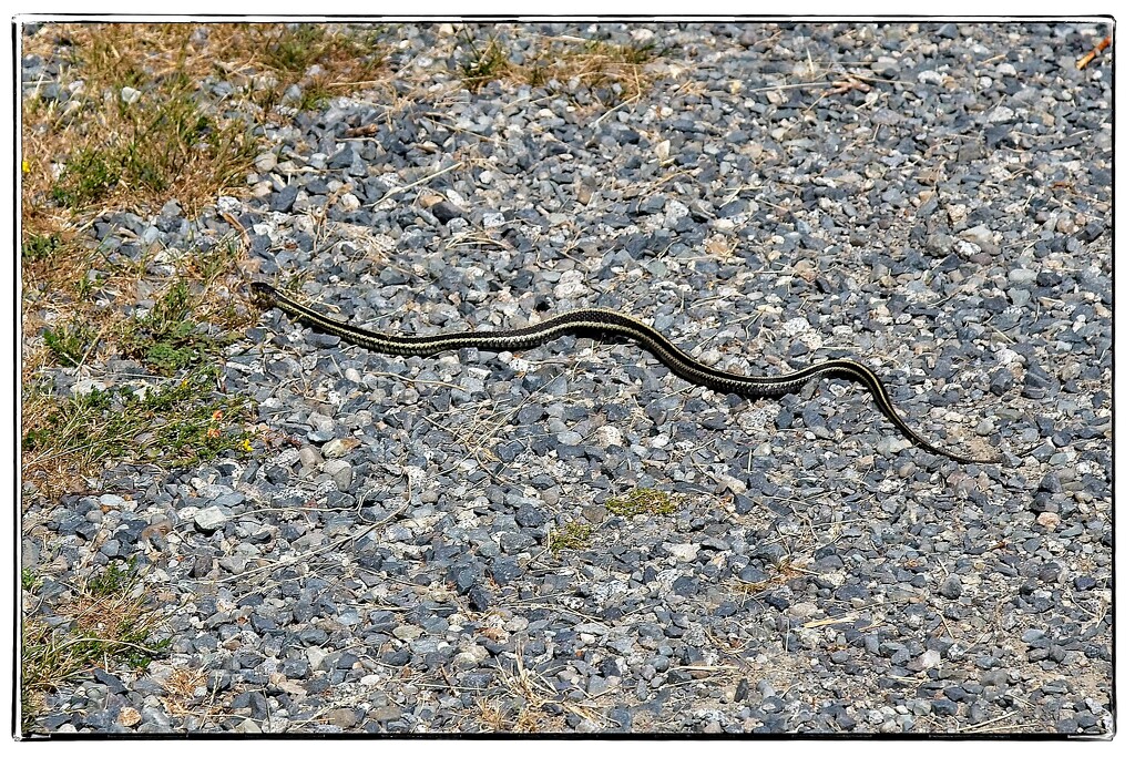 Garter Snake by jnr