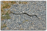 13th Aug 2023 - Garter Snake