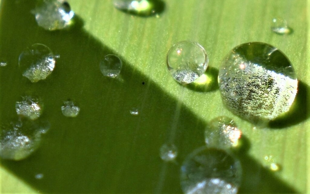 Raindrops on a leaf by anitaw