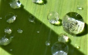 17th Aug 2023 - Raindrops on a leaf