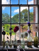 17th Aug 2023 - Flowers in the window