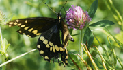 19th Aug 2023 - Black Swallowtail butterfly