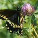 Black Swallowtail butterfly by rminer