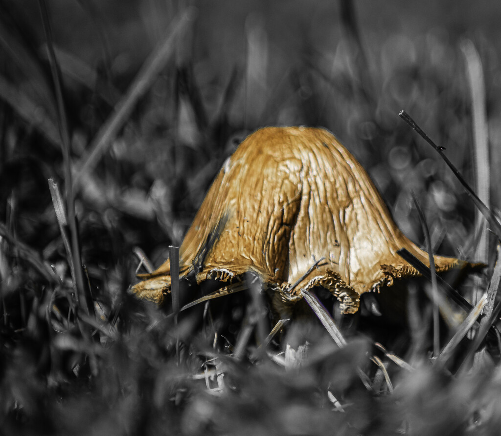 Lawn mushroom (1 of 1) by darchibald
