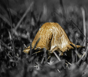 19th Aug 2023 - Lawn mushroom (1 of 1)
