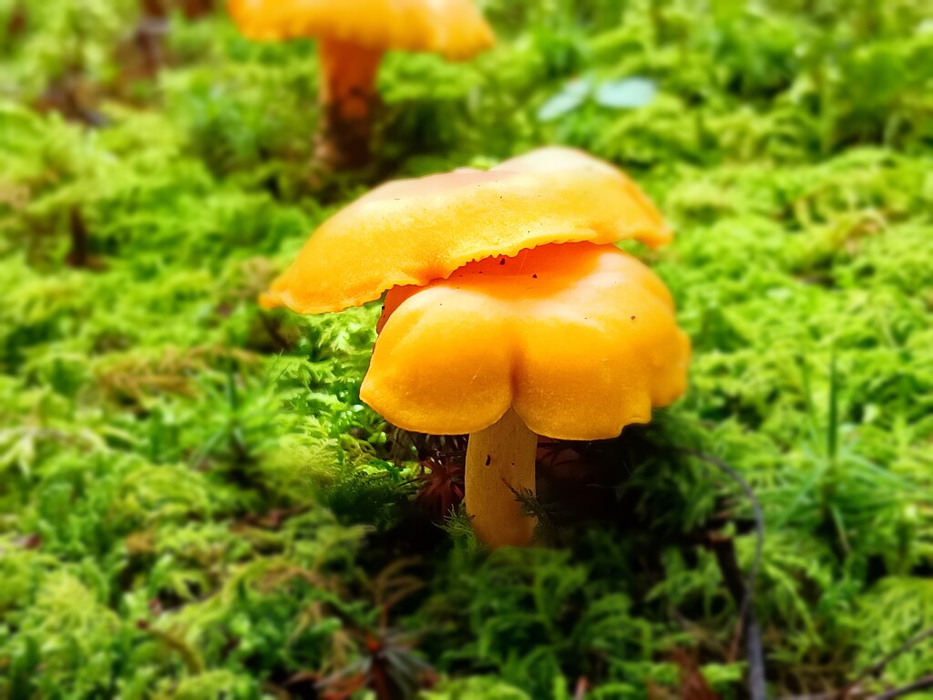 Day 211 It's Mushroom Village ... in my yard ! by jeanniec57