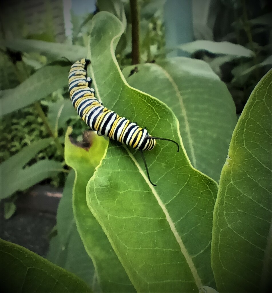 Day 213: Hurray ! We have Monarchs!!! by jeanniec57