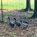 Gray Scale Ducks  by gratitudeyear