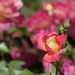 Gather Ye Rosebuds by gardenfolk
