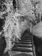 19th Aug 2023 - Bisbee Stair Climb Race Course ~ Infrared Capture