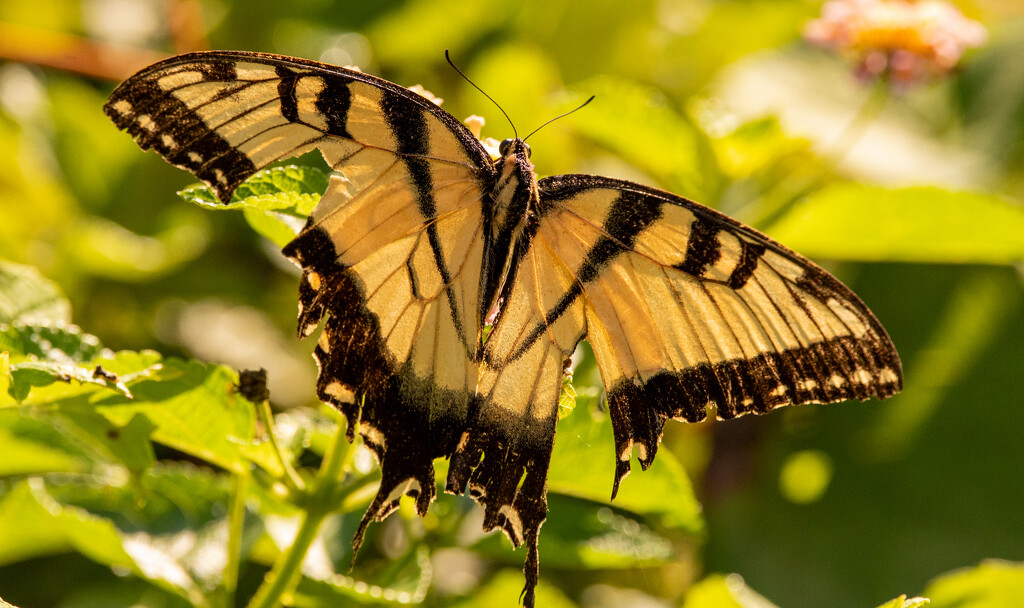 Eastern Tiger Swallowtail Butterfly! by rickster549