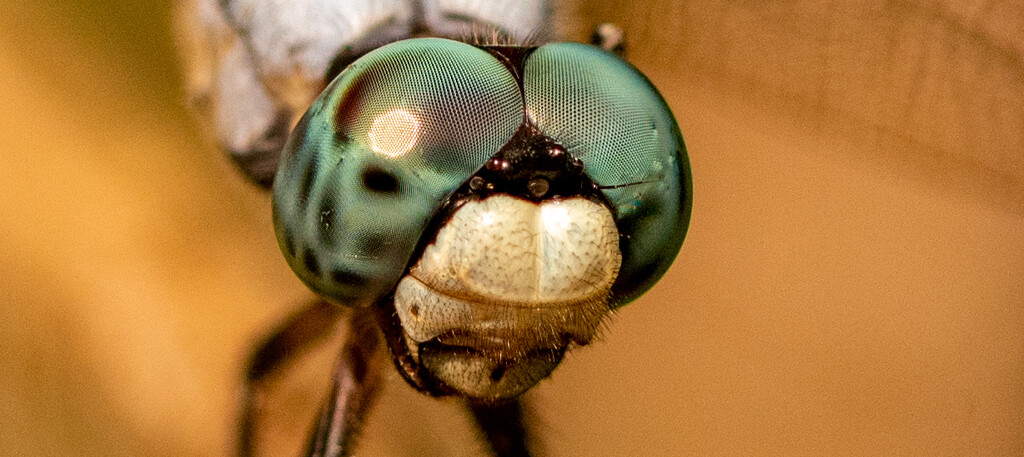 Dragonfly Head! by rickster549