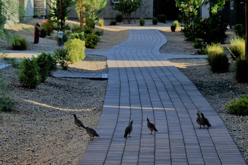 Aug 17 Three Pair of Gambel's Quails by sandlily