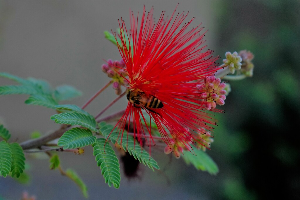 Aug 17 Bottlebrush with bee by sandlily