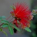 Aug 17 Bottlebrush with bee by sandlily