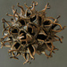 Liquidamber seed pod. by jeneurell