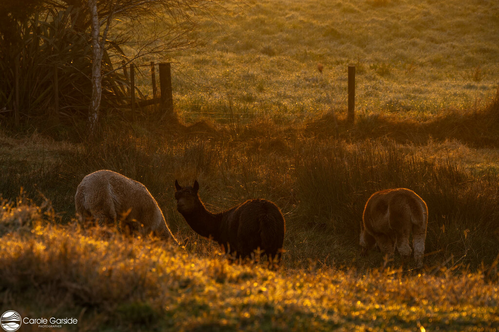 Alpacas in the golden light by yorkshirekiwi