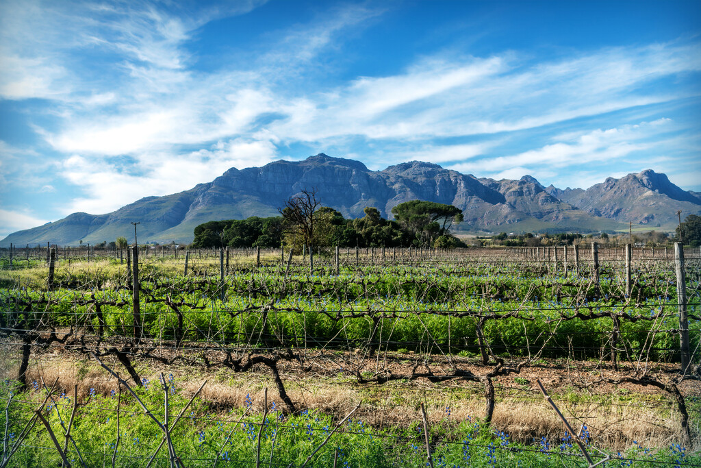 Stellenboschberg as a backdrop by ludwigsdiana