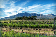 20th Aug 2023 - Stellenboschberg as a backdrop