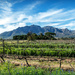 Stellenboschberg as a backdrop by ludwigsdiana