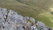 20th Aug 2023 - Spot the Ptarmigan