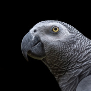 20th Aug 2023 - African Grey in Profile