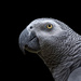 African Grey in Profile