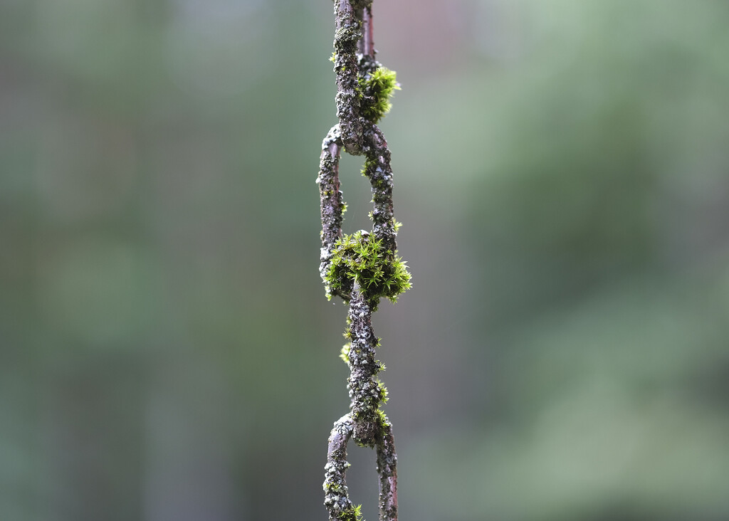 rain chain by kametty