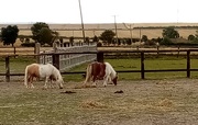20th Aug 2023 - Shetland Ponies 