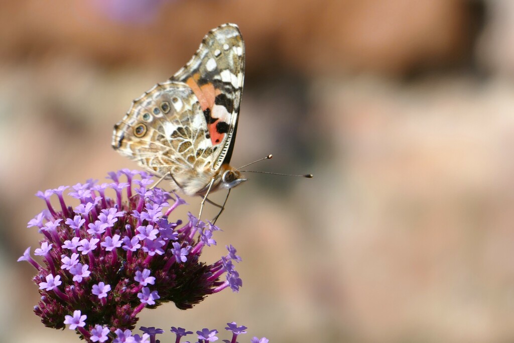painted lady by cam365pix