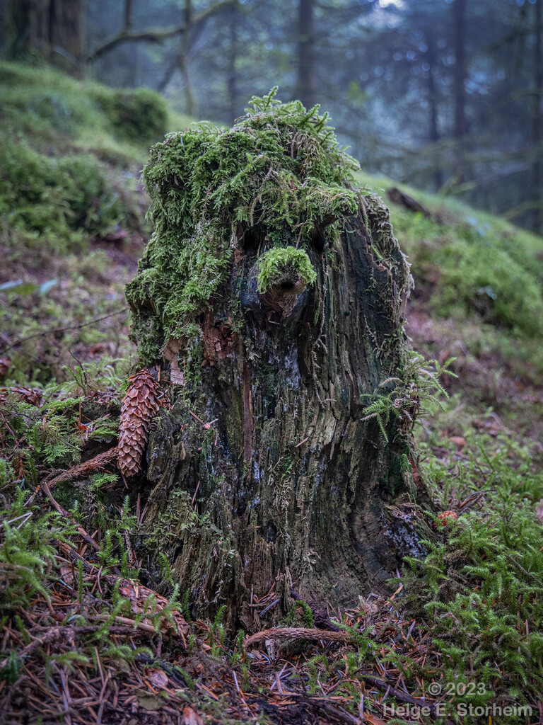 Forest Ewok... by helstor365