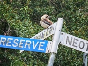 18th Aug 2023 - Kookaburra singing which way is home. 