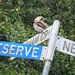 Kookaburra singing which way is home.  by johnfalconer